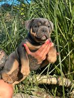 Unieke Old English bulldog pups (7wk oud), Dieren en Toebehoren, Honden | Bulldogs, Pinschers en Molossers, Parvo, 8 tot 15 weken