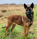 Mechelse herder teef (10 maand), 15 weken tot 1 jaar, Teef, Parvo, Eén hond