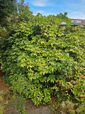 Prachtige Rhododendron Struik beschikbaar voor biedingen