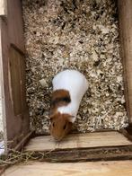 2 cavia’s, Dieren en Toebehoren, Cavia, Juni, Geslacht onbekend, Tam
