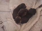 3 kittens zoeken lieve, nieuwe baasjes! ‍, Dieren en Toebehoren, Katten en Kittens | Overige Katten