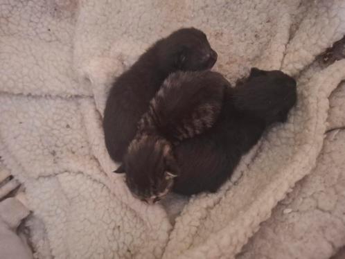 3 kittens zoeken lieve, nieuwe baasjes! ‍, Dieren en Toebehoren, Katten en Kittens | Overige Katten