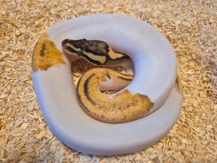 Python regius 1.0 pastel piebald het hypo