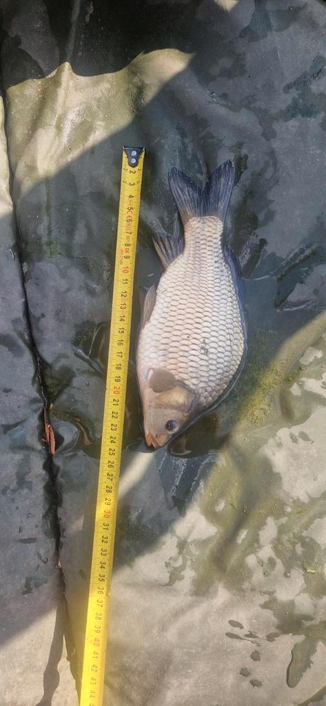 Schub en spiegelkarpers klein en groot, Dieren en Toebehoren, Vissen | Vijvervissen, Karper of Koi