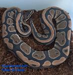 Cypress Ball Python/Koningspython, Dieren en Toebehoren, Slang, Tam, 3 tot 6 jaar