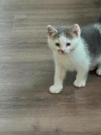 Halve ragdoll kittens, Dieren en Toebehoren, Katten en Kittens | Raskatten | Langhaar, Meerdere dieren, Ontwormd