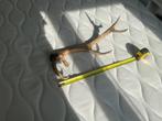 Super mooi edelhert gewei 48cm, Verzamelen, Dierenverzamelingen, Ophalen of Verzenden, Zo goed als nieuw, Hert, Gewei of Kop