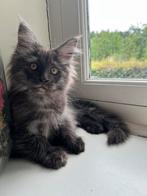 Super lief Maine Coon poesje black smoke met stamboom, Meerdere dieren, Gechipt, 0 tot 2 jaar