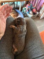 Bleu/bruin  chihuahua reutje gereserveerd tot zondag, Reu, Eén hond, Chihuahua, Nederland