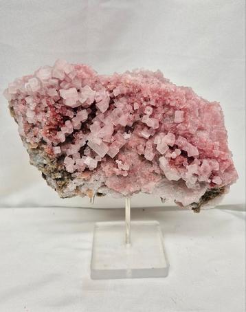 Roze Haliet  beschikbaar voor biedingen