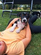 Lieve, leuke Boerenfox x Border collie pups, Dieren en Toebehoren, 8 tot 15 weken, Collie, Meerdere, Meerdere dieren
