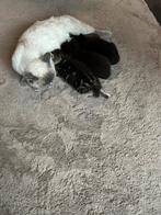 Brits korthaar gemengd europees korthaar