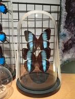 Prachtige vlinders in stolp hoogte 30 cm, Huis en Inrichting, F, Ophalen of Verzenden, Zo goed als nieuw, C