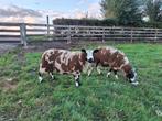Te koop Prachtige luxe Bonte Dekrammen, Dieren en Toebehoren, Schapen, Geiten en Varkens, Mannelijk, Schaap