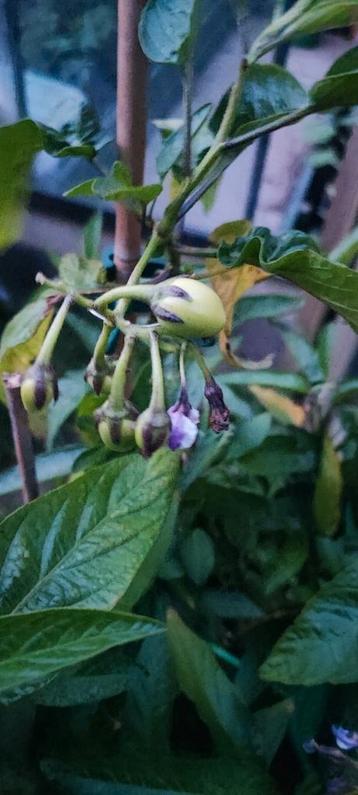 Meloenpeer plantjes beschikbaar voor biedingen