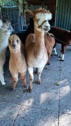 Alpaca's te koop, Juni, Vrouwelijk
