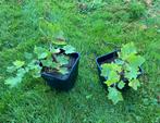 Ribes rubrum rode bes, Tuin en Terras, Planten | Fruitbomen, Ophalen