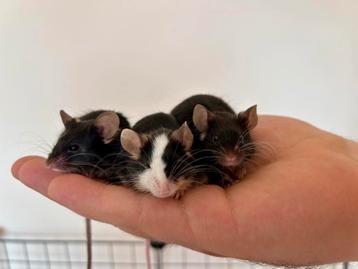 Tamme kleurmuisjes ter adoptie beschikbaar voor biedingen