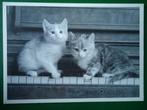 (807) Dierenkaart: POEZEN, Verzamelen, Ansichtkaarten | Dieren, Verzenden, Ongelopen, Hond of Kat