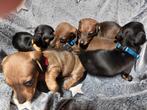 Dwerg Teckel X Kaninchen Teckel kortharige pups., 8 tot 15 weken, Korthaar, HCC (leverziekte), Dwerg