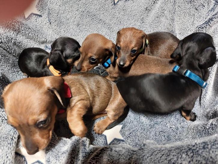 Dwerg Teckel X Kaninchen Teckel kortharige pups., Dieren en Toebehoren, Honden | Teckels en Dashonden, Meerdere dieren, Korthaar