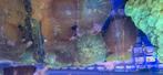 Ricordea ultra green koraal zeewater aquarium, Dieren en Toebehoren, Overige typen
