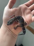 1.0 blacknight macksnow 66% het eclipse ph TA, Dieren en Toebehoren, Hagedis, Tam, 0 tot 2 jaar
