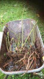 Polar Berry’s witte braam, Ophalen of Verzenden, Overige soorten, Volle zon