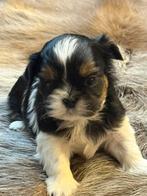 Shih Tzu puppies, Dieren en Toebehoren, België, Overige rassen, CDV (hondenziekte), 8 tot 15 weken
