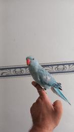 Halsbandparkit, Dieren en Toebehoren, Vogels | Parkieten en Papegaaien, Meerdere dieren, Parkiet