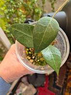 Hoya verticillata sp. Pati, Ophalen of Verzenden, Overige soorten, Minder dan 100 cm