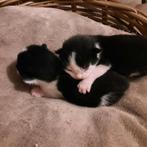 Kittens ( Europese korthaar), Dieren en Toebehoren, Katten en Kittens | Overige Katten, Meerdere dieren