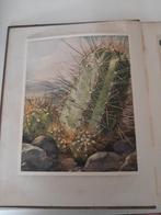 Verkade Cactussen Album 1931 Compleet, Ophalen of Verzenden, Zo goed als nieuw, A.J. van Laren, Plaatjesalbum