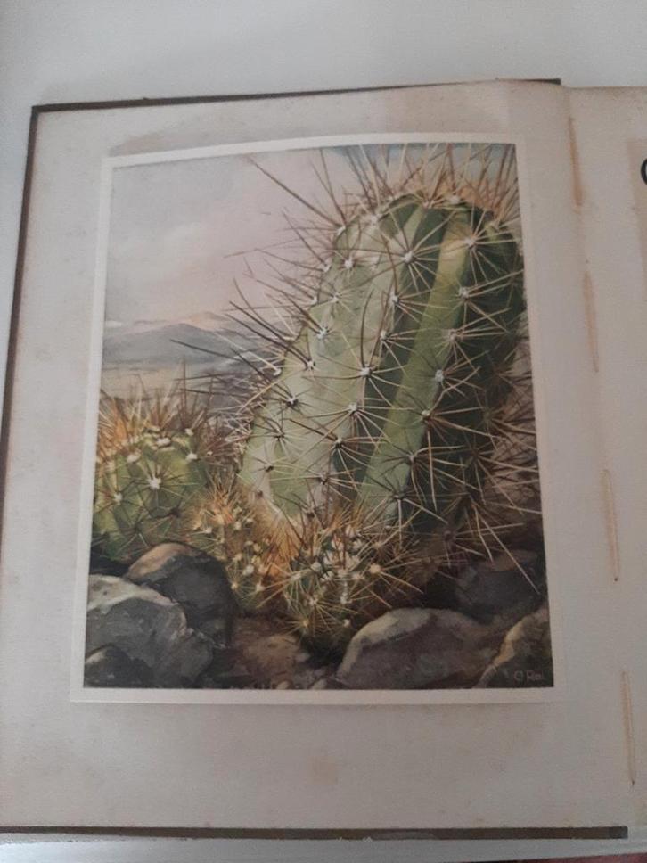 Verkade Cactussen Album 1931 Compleet, Boeken, Prentenboeken en Plaatjesalbums, Zo goed als nieuw, Plaatjesalbum, Ophalen of Verzenden