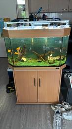 Aquarium juwel, Dieren en Toebehoren, Vissen | Aquaria en Toebehoren, Ophalen, Gebruikt, Gevuld zoetwateraquarium