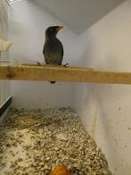 0-1 Javaanse maina, Dieren en Toebehoren, Vogels | Overige Vogels, Vrouwelijk, Tropenvogel, Geringd