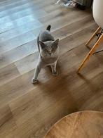 Britse korthaar kittens, Dieren en Toebehoren, Katten en Kittens | Raskatten | Korthaar, Meerdere dieren, Ingeënt