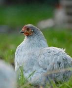 Jonge cochin hennen, Dieren en Toebehoren, Pluimvee, Vrouwelijk, Kip