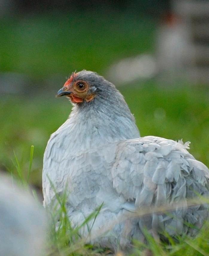 Jonge cochin hennen, Dieren en Toebehoren, Pluimvee, Kip, Vrouwelijk