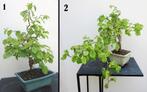 2 Kronkelhazelaar Bonsai- Corylus avalana Contorta., Halfschaduw, Overige soorten, Lente, Minder dan 100 cm