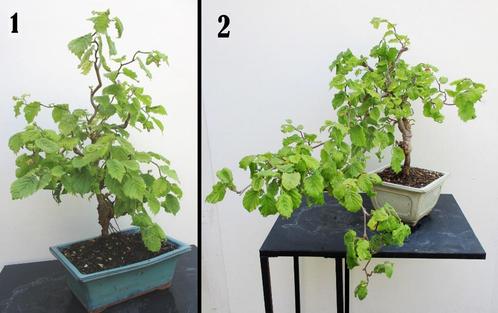 2 Kronkelhazelaar Bonsai- Corylus avalana Contorta., Tuin en Terras, Planten | Bomen, Overige soorten, Minder dan 100 cm, Halfschaduw