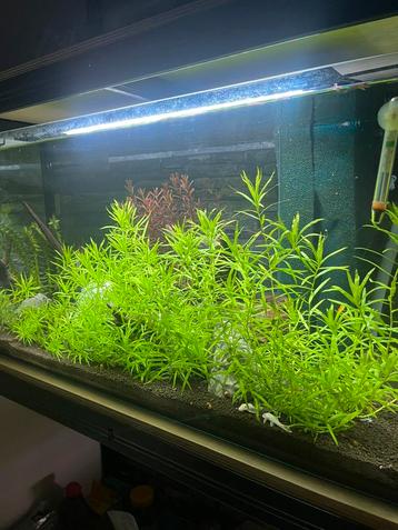 Sterrenkruid (aquariumplant) beschikbaar voor biedingen