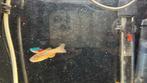 compleet aquarium, Dieren en Toebehoren, Vissen | Aquariumvissen, Vis