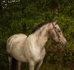 leuke appaloosa merrie, Dieren en Toebehoren, Pony's, Merrie, Recreatiepony