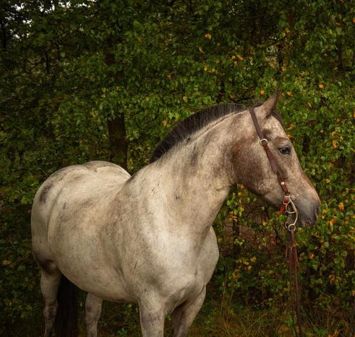 leuke appaloosa merrie, Dieren en Toebehoren, Pony's, Merrie, Recreatiepony