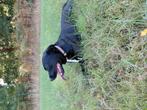 Hond kruising Stabij x Staffort, Dieren en Toebehoren, Honden | Niet-rashonden, Teef, CDV (hondenziekte), Eén hond, 3 tot 5 jaar