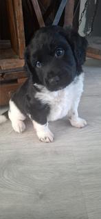 Friese Stabij pup, Dieren en Toebehoren, Parvo, Reu, 8 tot 15 weken, Eén hond