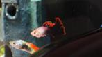 Guppies te koop, Dieren en Toebehoren, Vis, Zoetwatervis