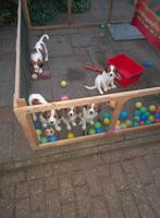 Buitenren, Dieren en Toebehoren, Honden-accessoires, Ophalen, Zo goed als nieuw