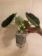 Alocasia Melo, Huis en Inrichting, Kamerplanten, Ophalen of Verzenden, Halfschaduw, Minder dan 100 cm
